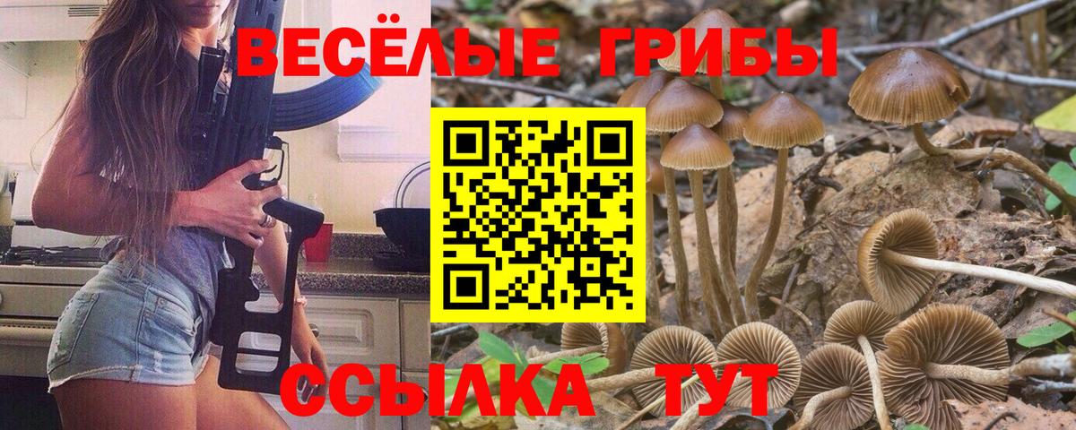 Галлюциногенные грибы GOLDEN TEACHER  Псилоцибиновые грибы ЛСД  Вход с VPN  Знаменск 